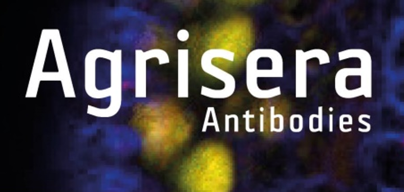 Agrisera植物細胞壁相關抗體，開學季促銷啦！
